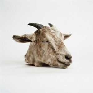 Goat Head - each